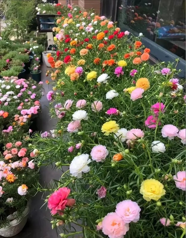 PetalNest – Easy-to-Grow Moss Rose Flower Seeds