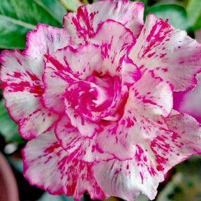 SunRose Garden – Desert Bloom Seeds