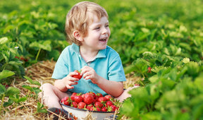 HarvestBerry – Garden Strawberry Seeds