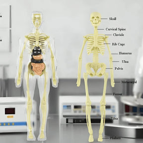 SmartSkeleton – Fun Stem Anatomy Model for Kids
