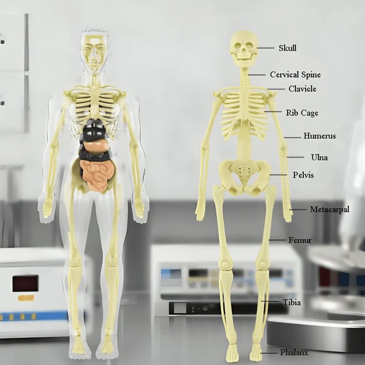 SmartSkeleton – Fun Stem Anatomy Model for Kids