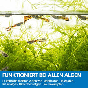 PureTank – Algae Control Powder