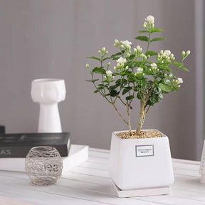 Bloomora – 100 Non-GMO Fragrant Climbing Jasmine Seeds