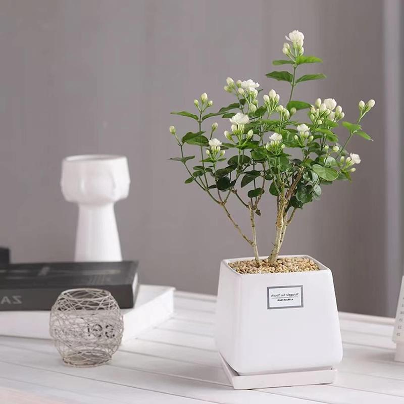 Bloomora – 100 Non-GMO Fragrant Climbing Jasmine Seeds