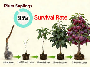 PureHarvest – Heirloom Non-GMO Grafted Plum Tree Sapling