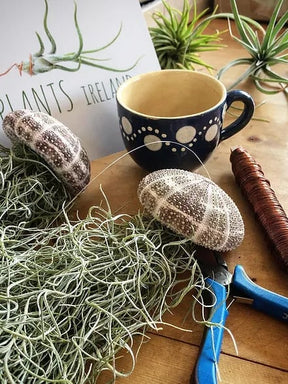 AquaBloom – Hanging Air Plant Jellyfish