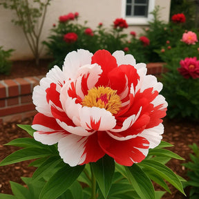 RoyalPetal – Luxury Garden Peonies
