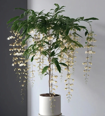 WinterBloom – Winter-Friendly Hanging Jasmine Plant