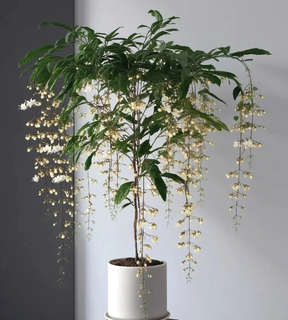 WinterBloom – Winter-Friendly Hanging Jasmine Plant