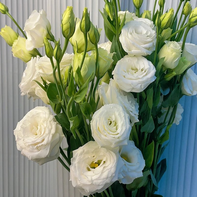 BloomRidge – Hardy Perennial Lisianthus Seeds