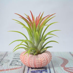 AquaBloom – Hanging Air Plant Jellyfish
