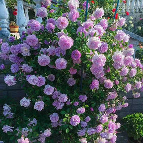 BloomVine – Beautiful Climbing Rose Seeds