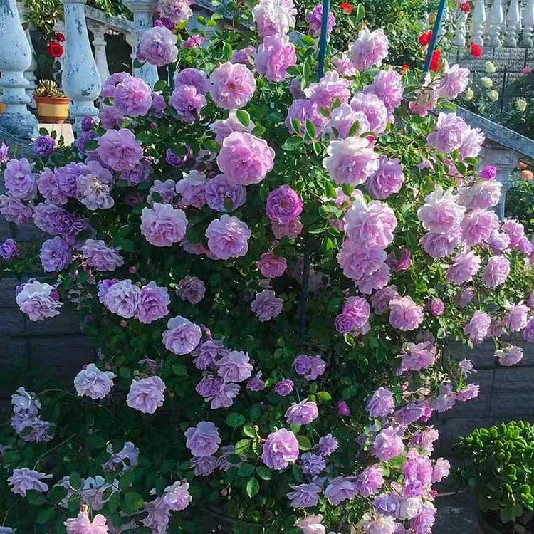 BloomVine – Beautiful Climbing Rose Seeds