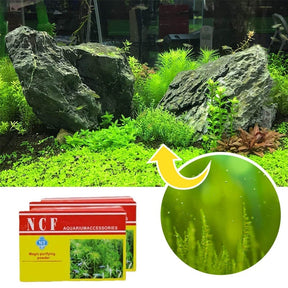 PureTank – Algae Control Powder