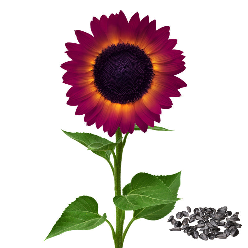 SunGiant – Rare Purple Sunflower Seeds