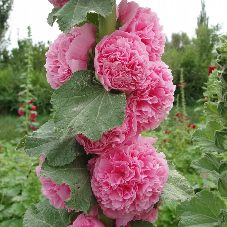 PollinatorPride - Double Hollyhock Seeds