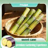 FarmPro – High Productivity Sugarcane Setts