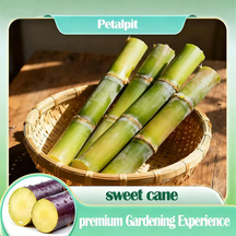 FarmPro – High Productivity Sugarcane Setts