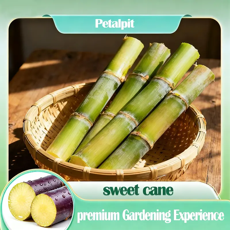 FarmPro – High Productivity Sugarcane Setts