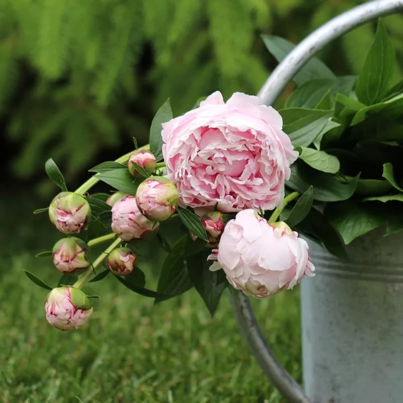 RoyalBloom - Luxurious Peony Flower Seeds | The Queen of Flowers