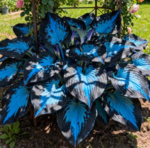 GardenÉlan – Rare Hosta Seeds for Home Gardens (100 Seeds)
