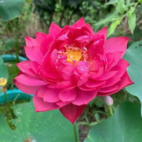 LotusBloom – The Sacred Bonsai Bowl Lotus Flower