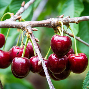 🍒 (New Harvest) Sweet Cherry Seeds 🌿Pre-Primed for High Germination (99% Germination)