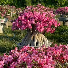 SunRose Garden – Desert Bloom Seeds