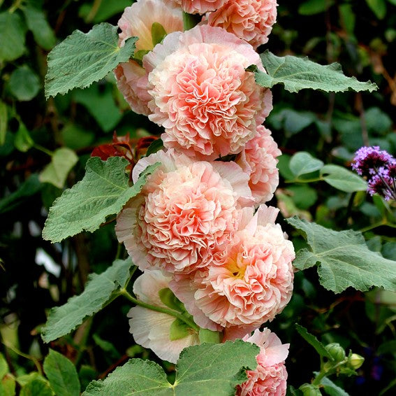 BloomMajesty – Premium Double Hollyhock Seeds