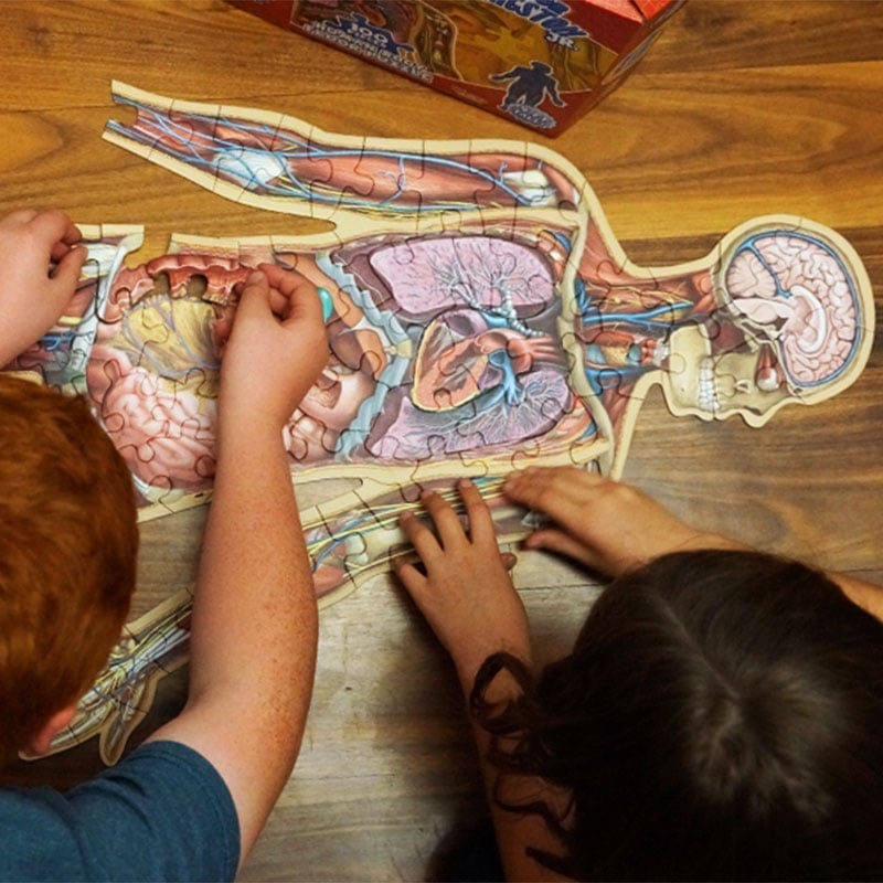 Organix – Interactive Anatomy Learning Puzzle