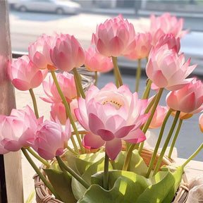 LotusBloom – The Sacred Bonsai Bowl Lotus Flower