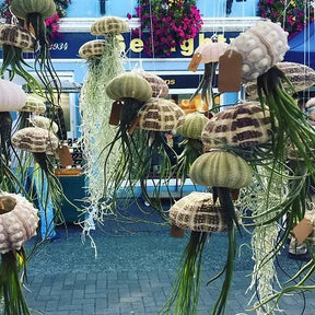 AquaBloom – Hanging Air Plant Jellyfish