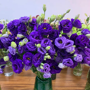 BloomRidge – Hardy Perennial Lisianthus Seeds