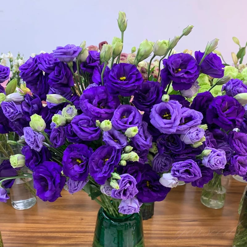 BloomRidge – Hardy Perennial Lisianthus Seeds