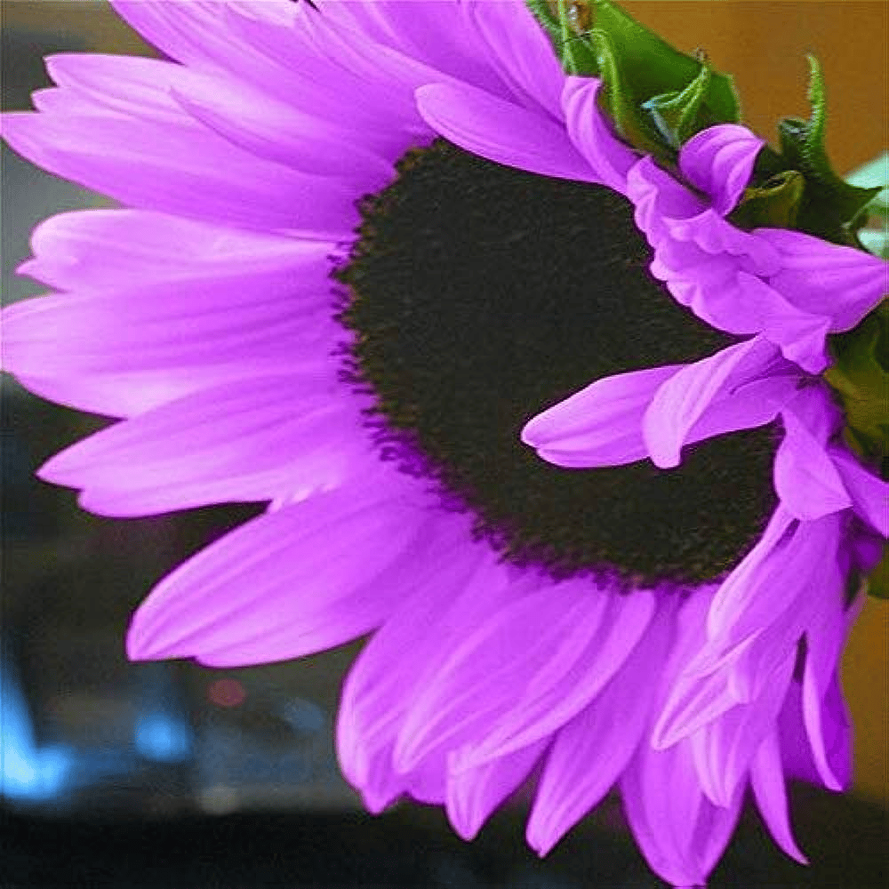 SunGiant – Rare Purple Sunflower Seeds