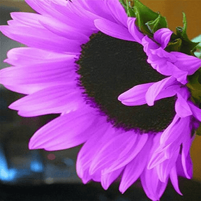 SunGiant – Rare Purple Sunflower Seeds