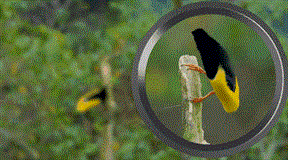 EagleEye – Night Vision Scope