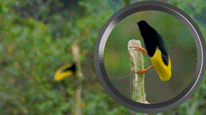EagleEye – Night Vision Scope