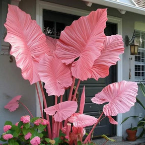 ScentedBliss - Long-Blooming Lily Bulbs