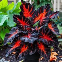 ColorBloom – Giant Multi-Color Caladiums Bulbs