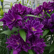 🌺Perfume Lily Bulbs—Fresh and Sweet