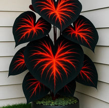 ColorBloom – Giant Multi-Color Caladiums Bulbs