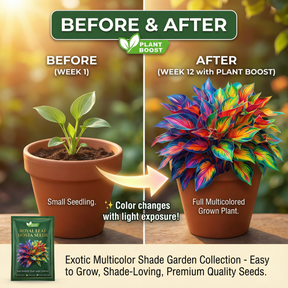Hosta Haven – Rare Foliage Seed Pack