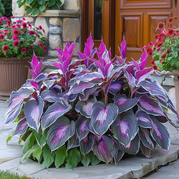 Hosta Haven – Rare Foliage Seed Pack