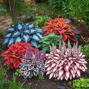 Hosta Haven – Rare Foliage Seed Pack