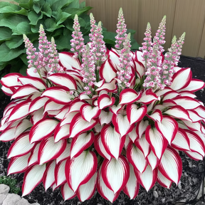 Hosta Haven – Rare Foliage Seed Pack