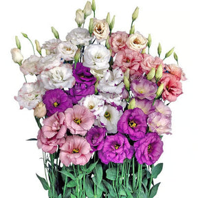 GardenMuse – Elegant Multi-Color Flower Seeds