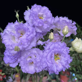 GardenMuse – Elegant Multi-Color Flower Seeds
