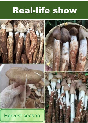 TerraFungi – Exotic Termitomyces Strain
