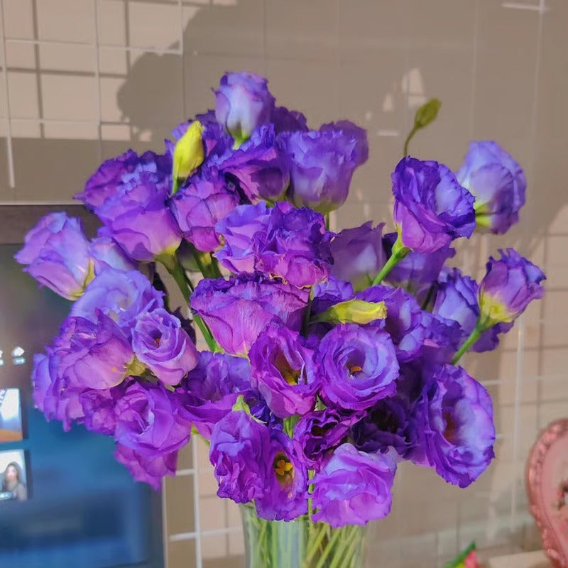 GardenMuse – Elegant Multi-Color Flower Seeds